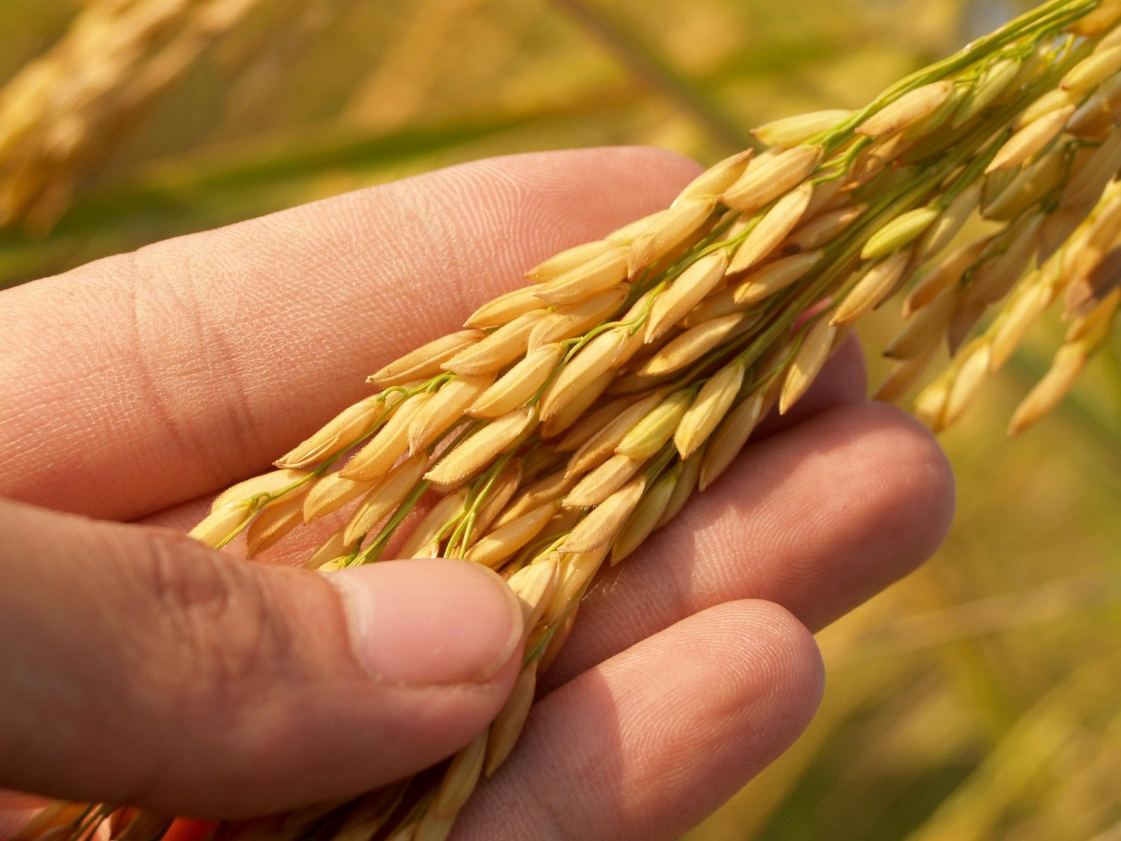 Indian Basmati Rice Harvest Stalk
