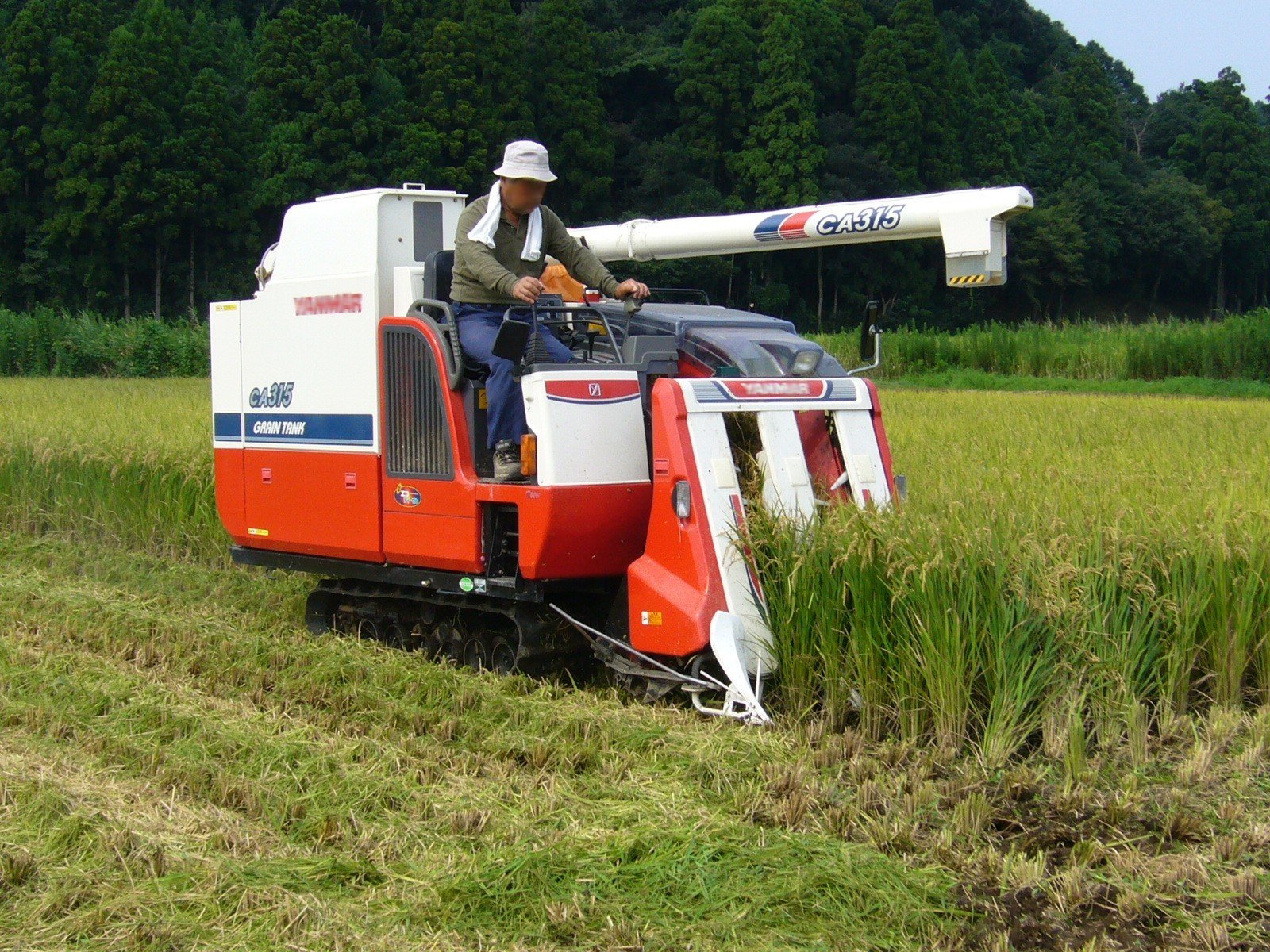 Combine harvester bringing in a mature paddy crop
